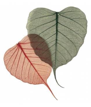 8 foglie di Salice Verde Scuro